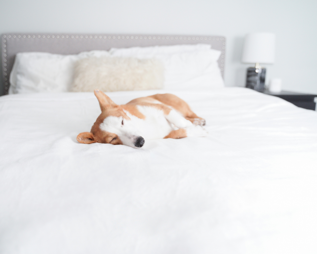 Corgi sleeping on bed with Peacock Alley bedding