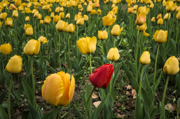 A single red tulip in a field of yellow tulips