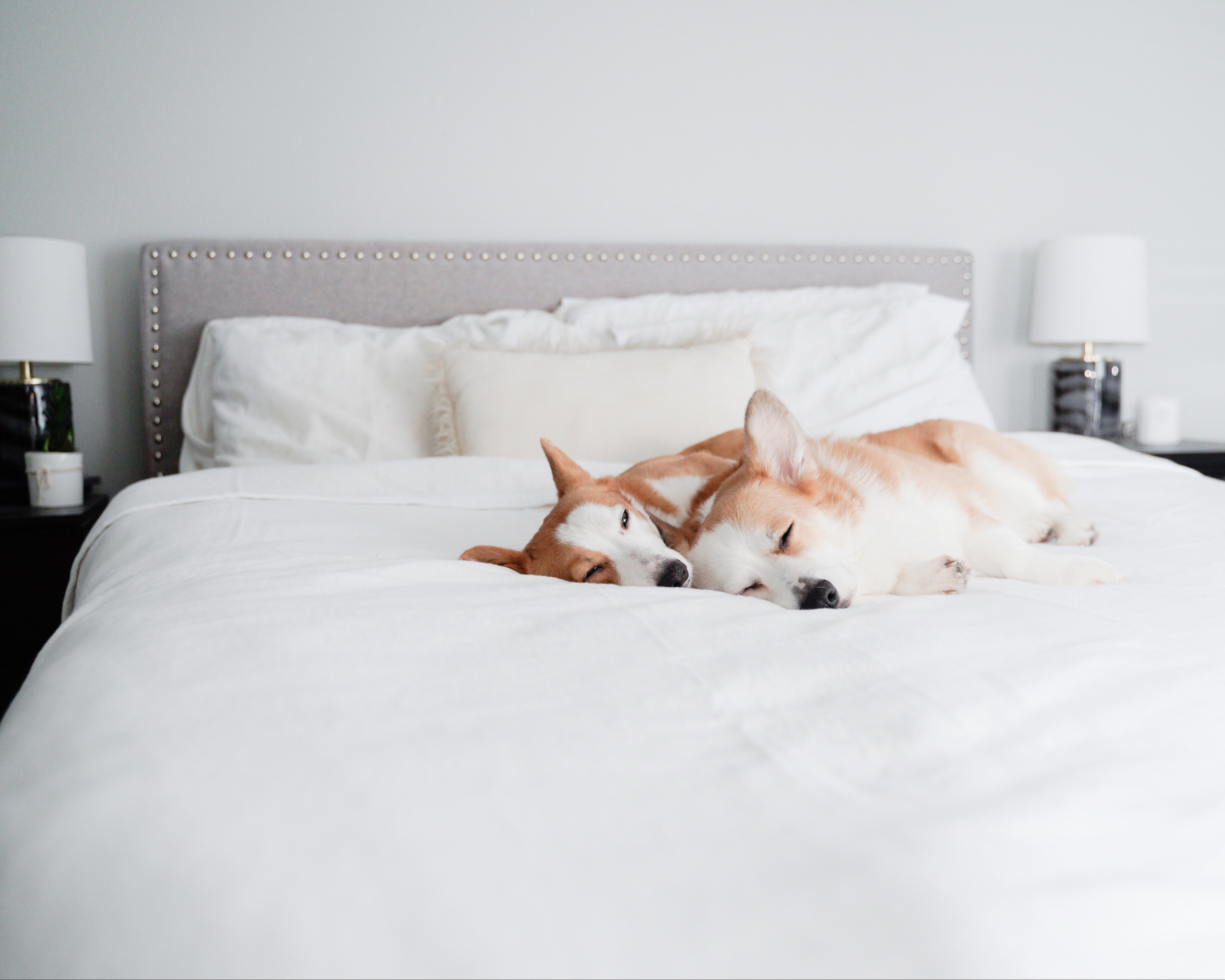 Two corgi's on white bed with Peacock Alley bedding